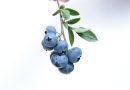 Spar på blåbærbuskene i haven